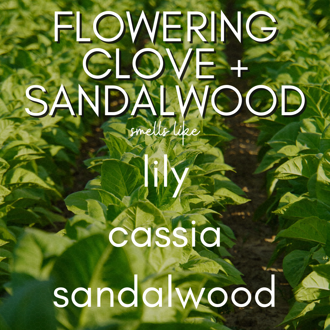 Flowering Clove & Sandalwood  Fragrance- Coconut Soy Wax Blend Candle Hand Poured in a 13 oz Evermore Jar